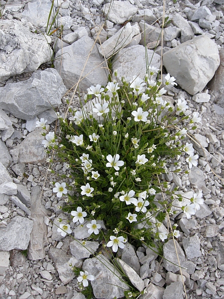Arenaria bertolonii / Arenaria di Bertoloni
